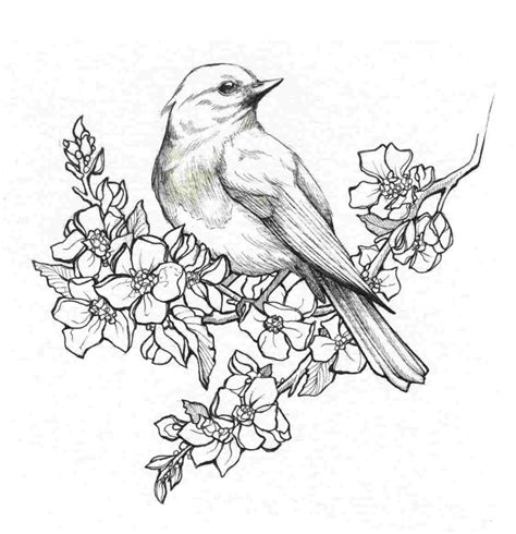 1,000+ Free Birds Drawing & Bird Images .